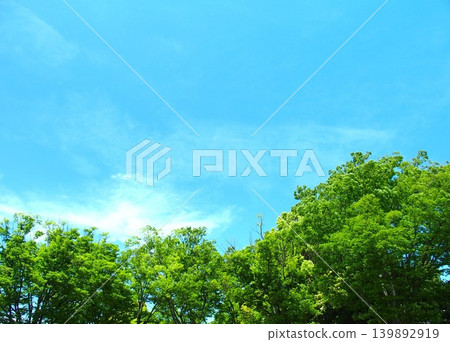 The fresh green leaves of zelkova and camphor trees in the park in early summer, against the blue sky. 139892919