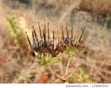The fruits of the American cranesbill have ripened to a black color in early summer. The fruits of the American cranesbill have ripened to a black color in early summer. 139893541