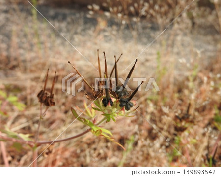 The fruits of the American cranesbill have ripened to a black color in early summer. The fruits of the American cranesbill have ripened to a black color in early summer. 139893542