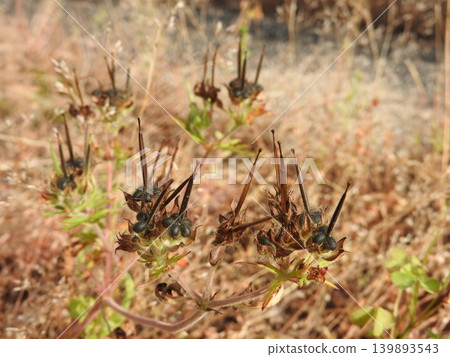 The fruits of the American cranesbill have ripened to a black color in early summer. The fruits of the American cranesbill have ripened to a black color in early summer. 139893543