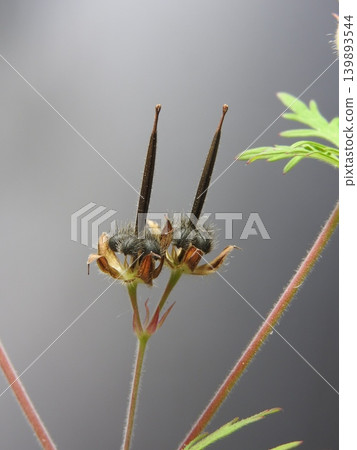 The fruits of the American cranesbill have ripened to a black color in early summer. The fruits of the American cranesbill have ripened to a black color in early summer. 139893544