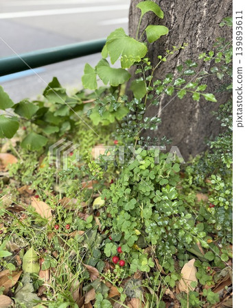 The red berries that appear to be wild strawberries are growing in the grassy area at the base of the street trees. The red berries that appear to be wild strawberries are growing in the grassy area at the base of the street trees. 139893611