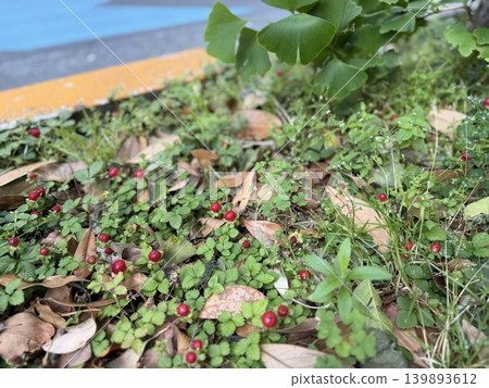 The red berries that appear to be wild strawberries are growing in the grassy area at the base of the street trees. The red berries that appear to be wild strawberries are growing in the grassy area at the base of the street trees. 139893612
