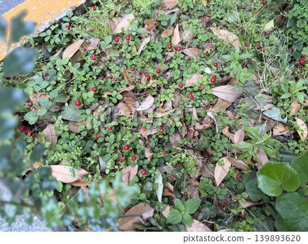 The red berries that appear to be wild strawberries are growing in the grassy area at the base of the street trees. The red berries that appear to be wild strawberries are growing in the grassy area at the base of the street trees. 139893620