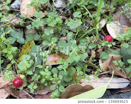 The red berries that appear to be wild strawberries are growing in the grassy area at the base of the street trees. The red berries that appear to be wild strawberries are growing in the grassy area at the base of the street trees. 139893623