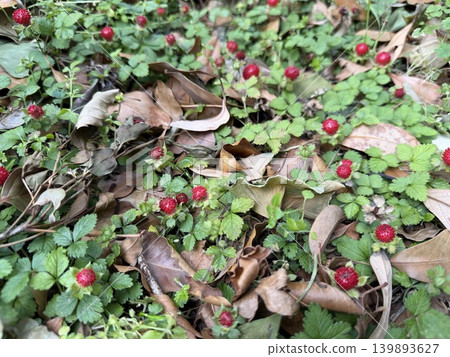 The red berries that appear to be wild strawberries are growing in the grassy area at the base of the street trees. The red berries that appear to be wild strawberries are growing in the grassy area at the base of the street trees. 139893627