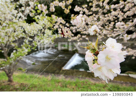 Cherry blossoms blooming at the water's edge 139893843