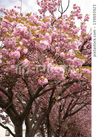 A double-flowered cherry tree in full bloom A double-flowered cherry tree in full bloom 139893923