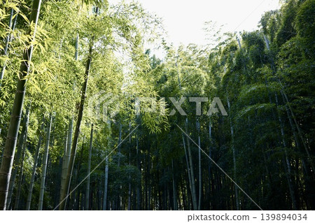 Scenery with bamboo grove 139894034