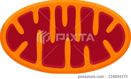 Bright Orange Oval Mitochondria Cellular Organelle Icon Bright Orange Oval Mitochondria Cellular Organelle Icon 139894375