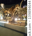 Colossal beasts are resurrected in the museum. A mystical space transcending time, filled with gigantic skeletal specimens that exude an overwhelming presence. 139894644