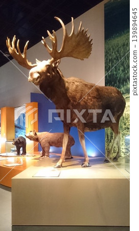 Encountering the breath of nature in a museum. A vibrant display featuring stuffed moose and bears side by side. Encountering the breath of nature in a museum. A vibrant display featuring stuffed moose and bears side by side. 139894645