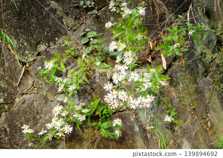 【神奈川縣】石牆上盛開的野菊花 139894692