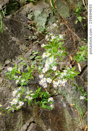 【神奈川縣】石牆上盛開的野花：野菊花 139894693