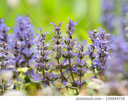 匍匐筋骨草花 匍匐筋骨草花 139894716