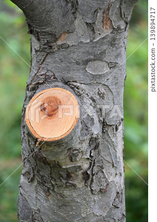 tree branch cut tree branch cut 139894717