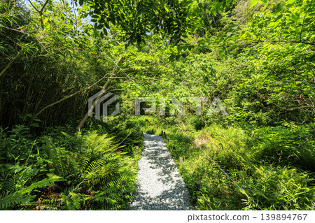 Early summer in Koajiro Forest Early summer in Koajiro Forest 139894767