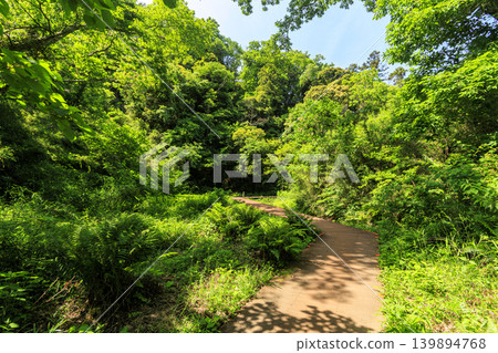 Early summer in Koajiro Forest Early summer in Koajiro Forest 139894768
