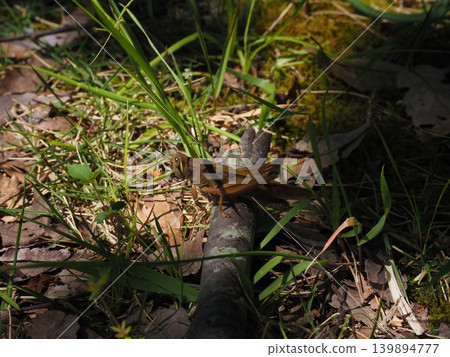 Patanga japonica Patanga japonica 139894777