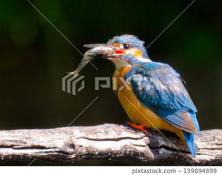 一張翠鳥(Egretta japonica)嘴裡叼著魚的照片。 一張翠鳥(Egretta japonica)嘴裡叼著魚的照片。 139894899