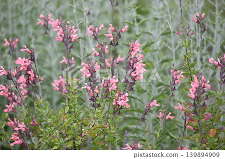 Cherry sage flowers in full bloom 139894909