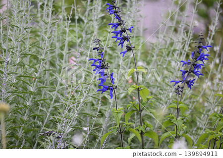 紫色的花是瓜拉尼鼠尾草(Salvia guaranitica)。 紫色的花是瓜拉尼鼠尾草(Salvia guaranitica)。 139894911