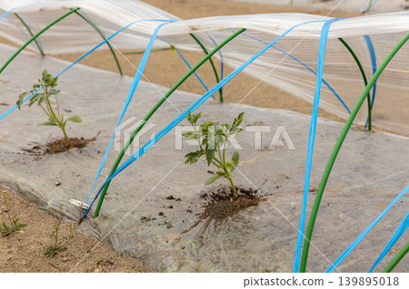 Planting watermelons in spring Planting watermelons in spring 139895018