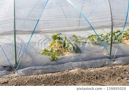 Planting watermelons in spring Planting watermelons in spring 139895020