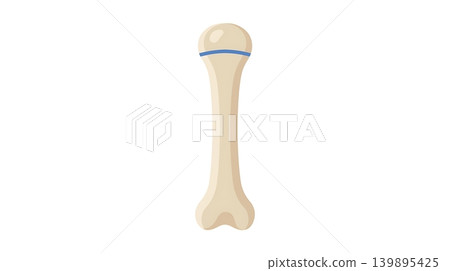 Child Long Bone with Epiphyseal Growth Plate 139895425