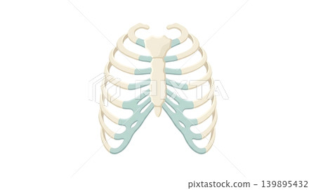 Human Sternum Breastbone with Costal Cartilages Human Sternum Breastbone with Costal Cartilages 139895432
