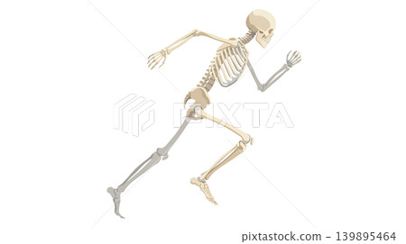 Running Human Skeleton Showing Biomechanics 139895464