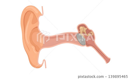 Ear Cross Section With Pink Canal and Eardrum Icon 139895465