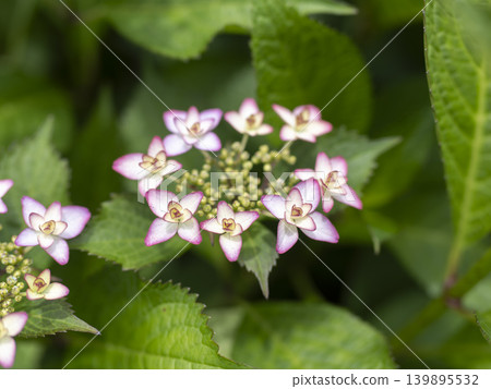 Pink hydrangeas blooming in the flowerbed Pink hydrangeas blooming in the flowerbed 139895532