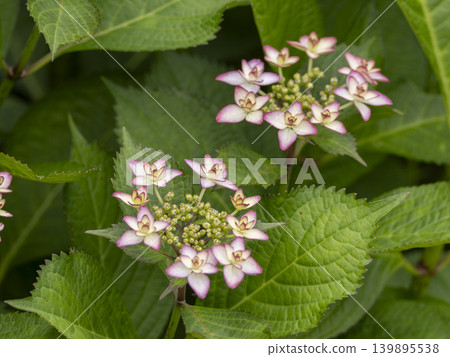 Pink hydrangeas blooming in the flowerbed Pink hydrangeas blooming in the flowerbed 139895538