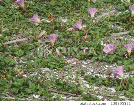 檢見川海灘盛開的美麗的海灘牽牛花 139895551
