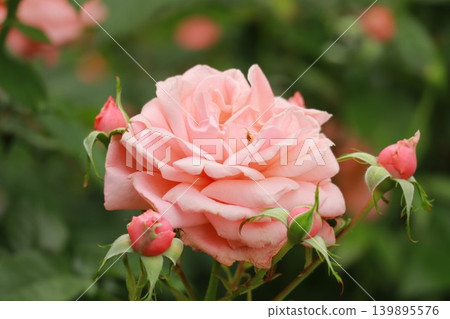 A single salmon-pink rose A single salmon-pink rose 139895576