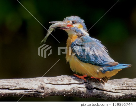 一張翠鳥（Egretta japonica）嘴裡叼著魚的照片。 139895744