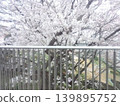 A scene of cherry blossom viewing, with its pale pink blossoms illuminating a row of cherry trees in full bloom seen over a railing, heralding the arrival of spring. 139895752