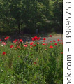 Red poppies swaying brightly under the blue sky, the flowerbeds in the park evoke the feeling of early summer. 139895753