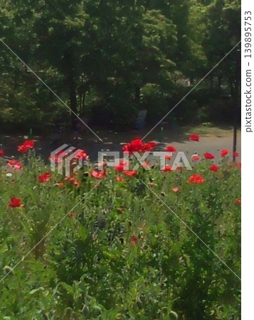 Red poppies swaying brightly under the blue sky, the flowerbeds in the park evoke the feeling of early summer. Red poppies swaying brightly under the blue sky, the flowerbeds in the park evoke the feeling of early summer. 139895753