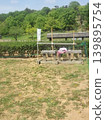 A landscape of tea fields surrounded by blue skies and greenery. Wooden trellises and "Tea Picking" flags signal a peaceful time. 139895754