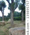 The park's dappled sunlight and large rocks create a tranquil, lush, and peaceful landscape. 139895757