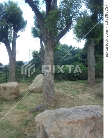 The park's dappled sunlight and large rocks create a tranquil, lush, and peaceful landscape. The park's dappled sunlight and large rocks create a tranquil, lush, and peaceful landscape. 139895757