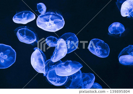 一張海洋生物(水母)漂浮在外太空的畫面。 一張海洋生物(水母)漂浮在外太空的畫面。 139895804