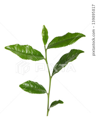 Tea leaves Tea leaves 139895817