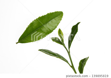 Tea leaves Tea leaves 139895819