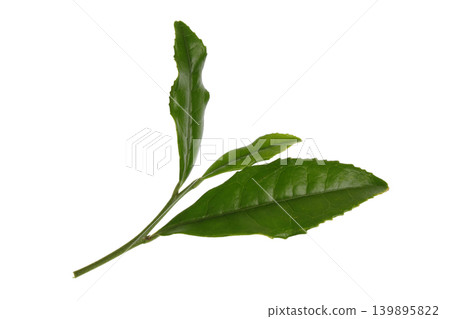 Tea leaves Tea leaves 139895822