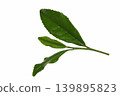 Tea leaves 139895823