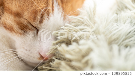 Sleeping cat brown tiger white Sleeping cat brown tiger white 139895835