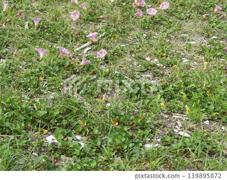 檢見川海灘盛開的美麗的海灘牽牛花 139895872